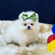 Lulu da pomerania a venda femea branca disponivel