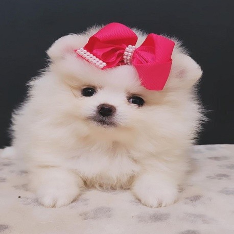 Lulu da pomerania mini femea linhagem importada preço justo canil especializado