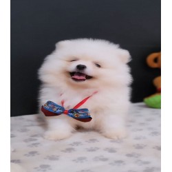 Lulu da pomerania mini MACHO linhagem importada preço justo canil especializado