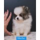 Lulu da pomerania mini MACHO PARTCOLOR linhagem importada preço justo canil especializado