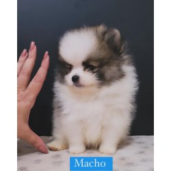 Lulu da pomerania mini MACHO PARTCOLOR linhagem importada preço justo canil especializado