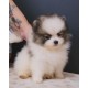 Lulu da pomerania mini MACHO PARTCOLOR linhagem importada preço justo canil especializado