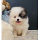 Lulu da pomerania mini MACHO PARTCOLOR linhagem importada preço justo canil especializado