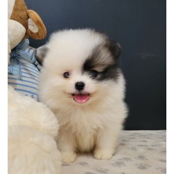 Lulu da pomerania mini MACHO PARTCOLOR linhagem importada preço justo canil especializado