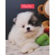 Lulu da pomerania mini MACHO PARTCOLOR linhagem importada preço justo canil especializado